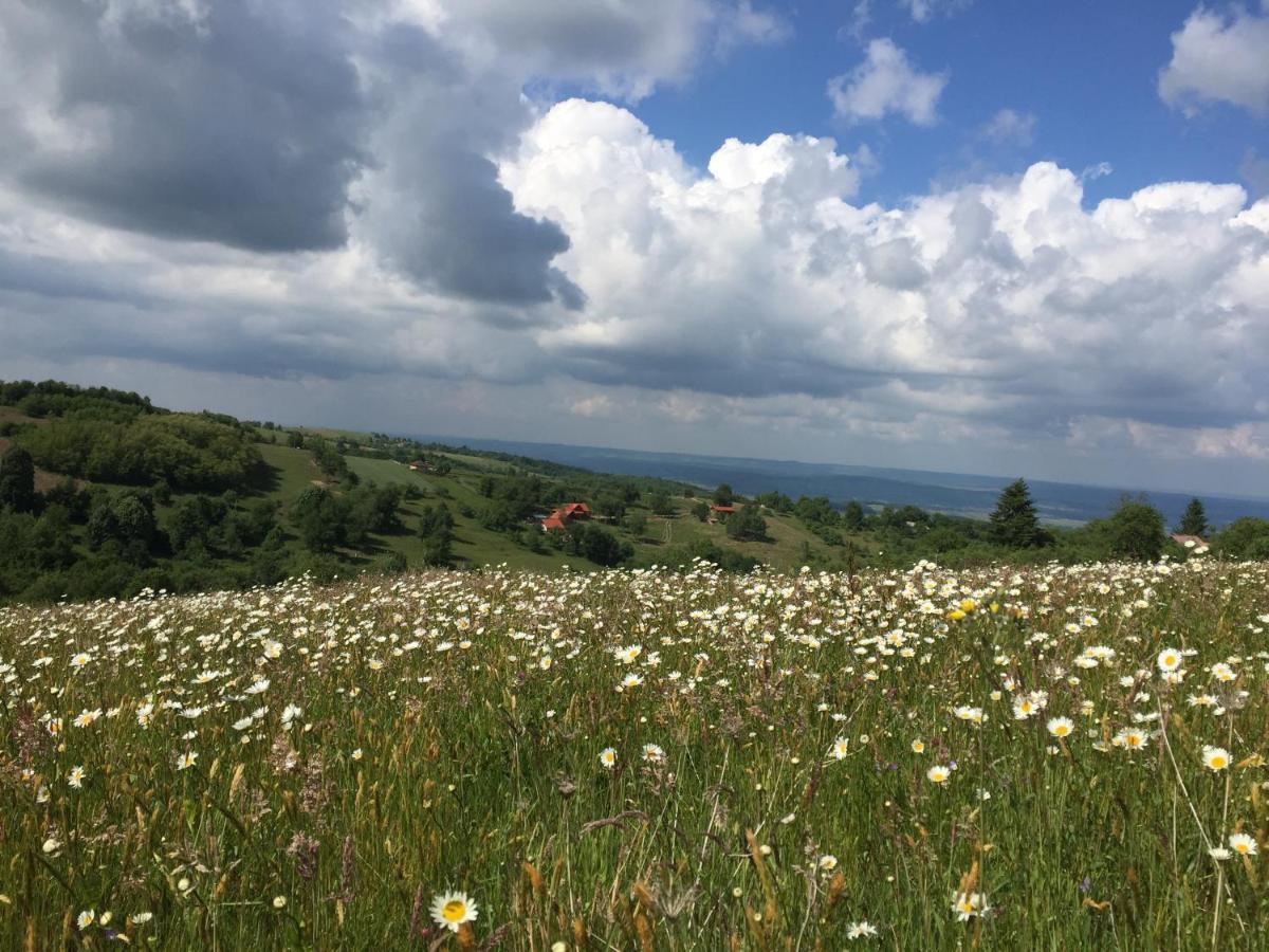Rose Hip Hill Farm Bed & Breakfast Valea Tirnei Dış mekan fotoğraf