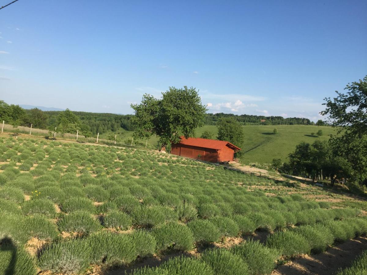 Rose Hip Hill Farm Bed & Breakfast Valea Tirnei Dış mekan fotoğraf