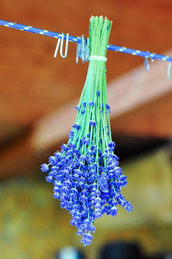 Rose Hip Hill Farm Bed & Breakfast Valea Tirnei Dış mekan fotoğraf
