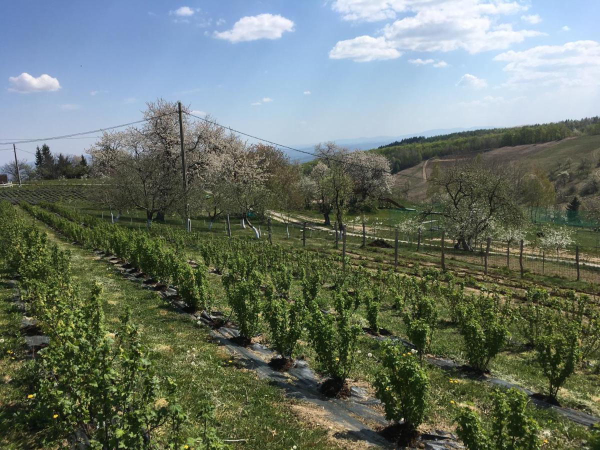 Rose Hip Hill Farm Bed & Breakfast Valea Tirnei Dış mekan fotoğraf